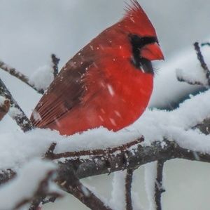 Meet your Posher, Virginia